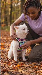 LED No-Pull Dog Harness for Night Walks